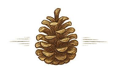 Illustrated pinecone separator—symbol of nature and quiet strength, used to guide readers through empowering stories for young readers.