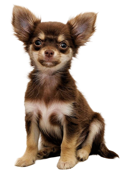 Little black, tan, and white Chihuahua sitting and looking ahead, used as text-pause separator.