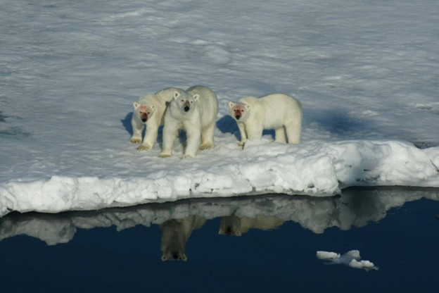 Three polar bears on the edge on the icy sea edge
