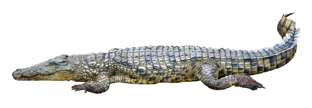 Image of a long, gray crocodile lying on the ground.