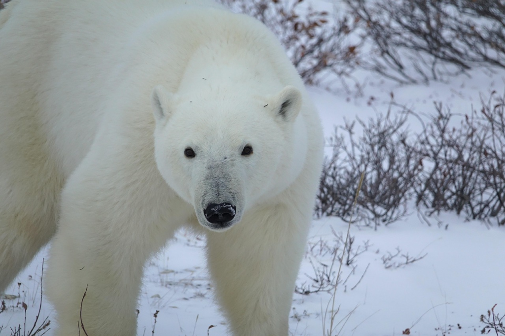 Polar bear facing camera in a snowy, low brush covered wilderness.